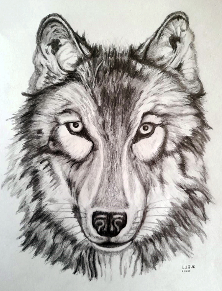 Lobo ártico